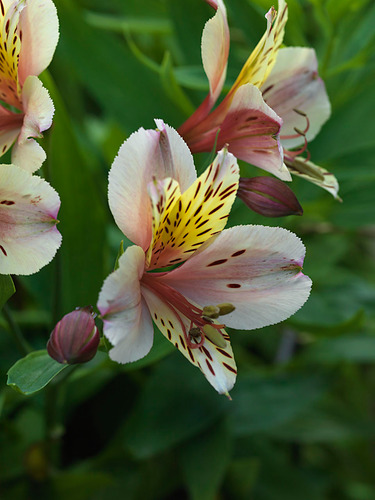 Artist, Gardener and Writer