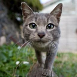 Like : 猫とバイクとカーリング

未だに「ポスト」に馴染めず「ツイート」と言ってしまいがちな
時代についていけてないオッサンです(´・ω・`)