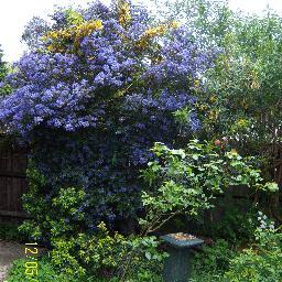 Patsy Middleton Profile