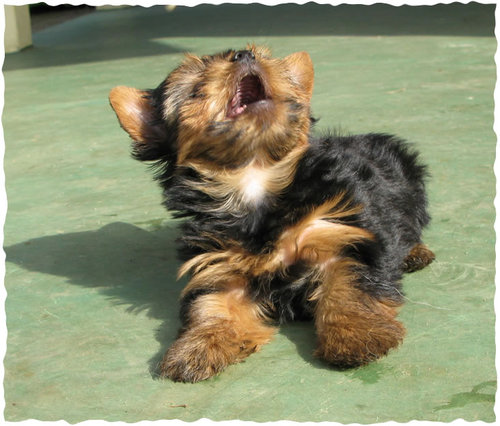 Canil criador de Yorkies e Shelties no Brasil