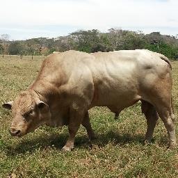 reallifefarms's profile picture. De Biologische veefokkerij met respect voor mens, dier en natuur. Word ook aandeelhouder.