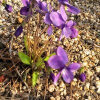 Lucy-scj (@sws00145) 's Twitter Profile Photo