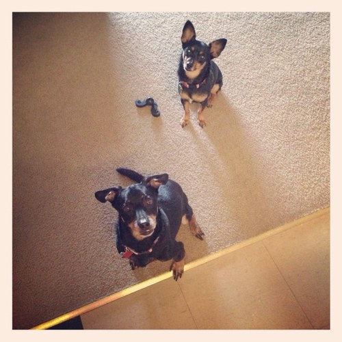 Grisandcoop's profile picture. Adventures of two rescued mutts