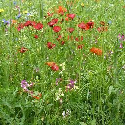 drhjsmith's profile picture. gardener, crafter, baker, mummy, GP + trainer. Always trying to do more than there is time to fit it into. Views my own of course.