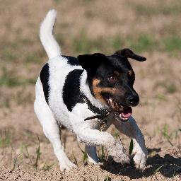 Wir heissen Fina und Gismo und sind zwei reinrassige Jack Russell Terrier. Unser Frauchen hat uns beiden eine Zucht begonnen. DEVONSHIRE HUNTERS PRIDE