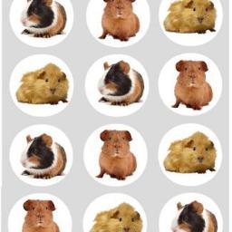 Hi I have 12 guinea pigs if u follow me i will follow u back