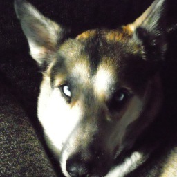 KALMLIKEABOMB's profile picture. 