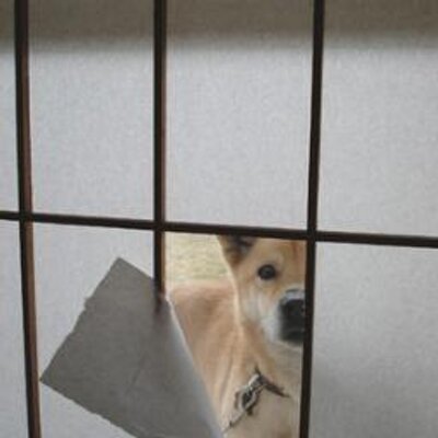 わんわんお