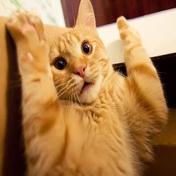 petrifiedpuss's profile picture. Despite all my rage I am still watching Nicholas Cage