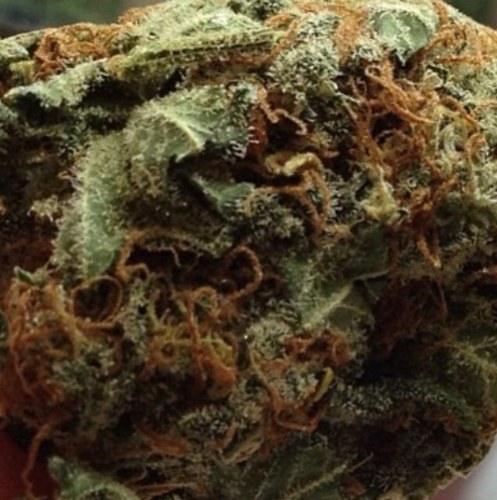 EdwardDingle3's profile picture. 