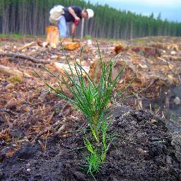 We plant trees to build community forests and forest reserves in Canada. Visit our website to learn more. We expect to plant more than 500,000 trees in 2023!!