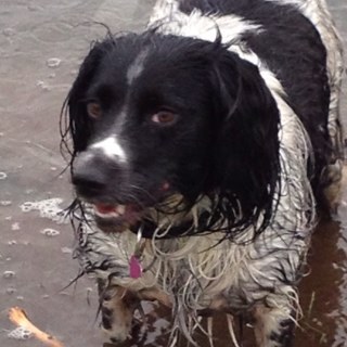 castle_sue's profile picture. Partner Mucky Pups Pre-School in Rochford