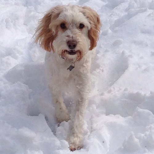 ElvisChops's profile picture. 2 and a half year old