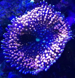 reef aquarium designer maintenance specialist and coral farmer