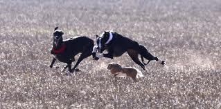 El twitter del mundo del Galgo. Toda la informacion relevante a tu aficion. Videos, noticias, entrevistas y reportajes. Es una adiccion.