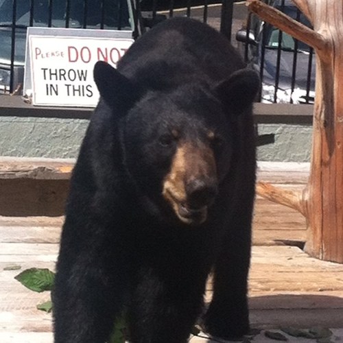 NorthernGalSwag's profile picture. too cool for a bio.