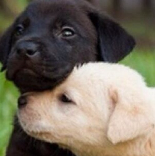 intrclcuplprbz's profile picture. Baby anon! She's white, he's black; love is love. Follow us! email: interracialcoupleproblems@gmail.com http://t.co/v9vLe2seo0