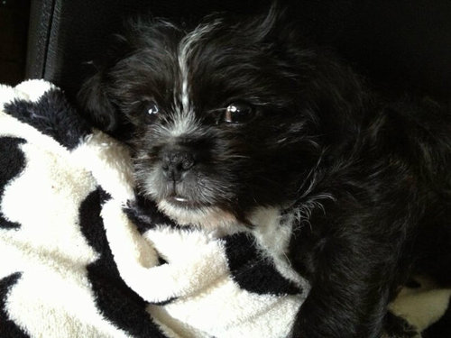 megannicoleg01's profile picture. Follow me ill follow you back!!!!