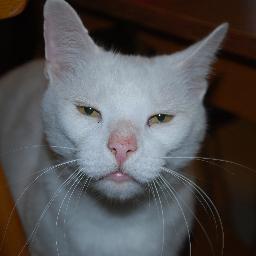 jsvice's profile picture. 