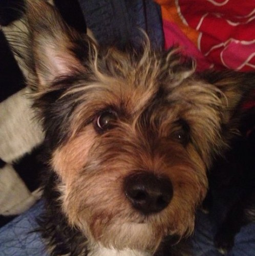 CollaAlle's profile picture. 