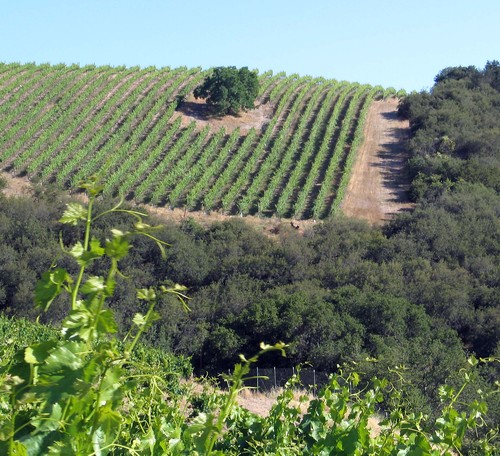 ACBob's profile picture. Grower at Alta Colina Vineyard & Winery