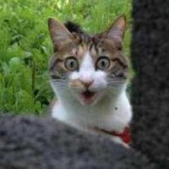 ツイッターはじめました☆ツイッターを通じて多くの方から、いろんな情報を教えて貰えるのを楽しみにしています♪
私も面白い？情報をツイートできればと思います。よろしくお願いします☆