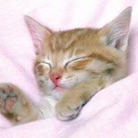 Koizumi Hikaru[小泉 光] (@mey_yuan) 's Twitter Profile