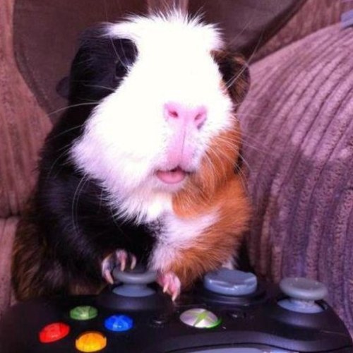 Josh_Duval's profile picture. 