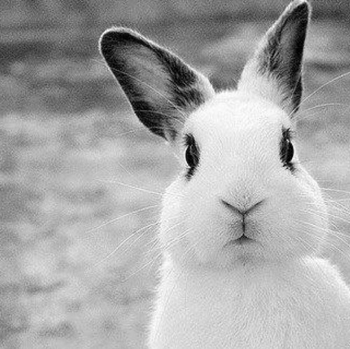 Little White Rabbit (@stacini) | Twitter