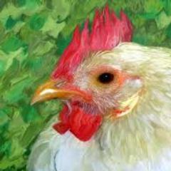 Hello, there. This is account is for humor purposes(Though, I'm no expert in humor). Keep pecking.