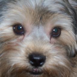 Chewypuppy's profile picture. I'm a cute little 8 month old boy Shorkie named Chewy.  Everybody loves me but some humans are more tolerant than others.