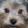 Chewypuppy's profile picture. I'm a cute little 8 month old boy Shorkie named Chewy.  Everybody loves me but some humans are more tolerant than others.