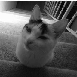 MagentaMage's profile picture. EQ2 player, Future EQNext player of Kerran kitty cats! Voting No to plastic surgery on Kerrans!