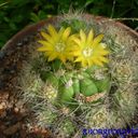 Iris Pham - @carnation2106 - Twitter