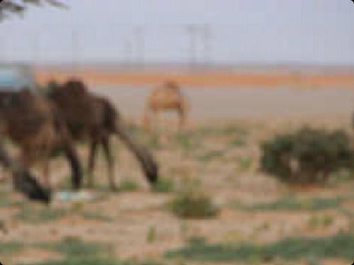 فيصل الحربي طالب فالجامعه من عشاق الشعر الغزلي..