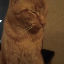 Connor Horton - @CatsJustCats - Twitter