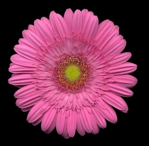 Supermom_kdr's profile picture. 