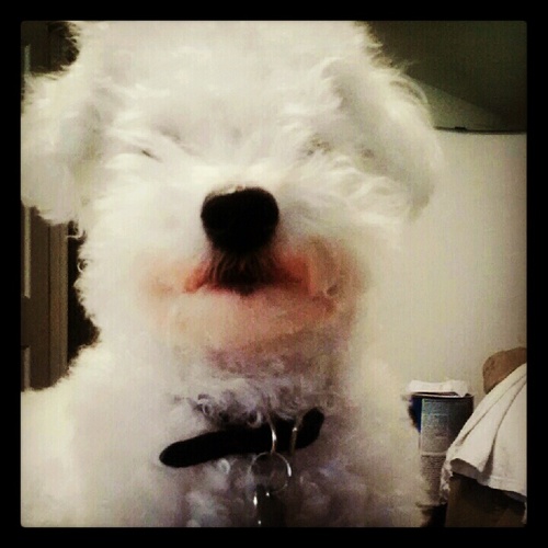 CanineKnowsBest's profile picture. Dog enthusiast blogging about the all-natural way to care for our Best Friends. Join me!