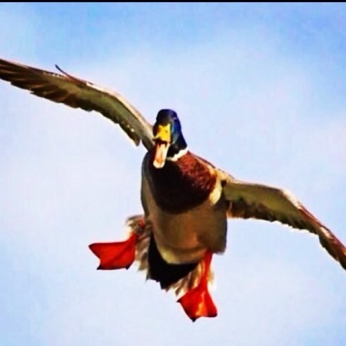 Fowl_life Profile Picture