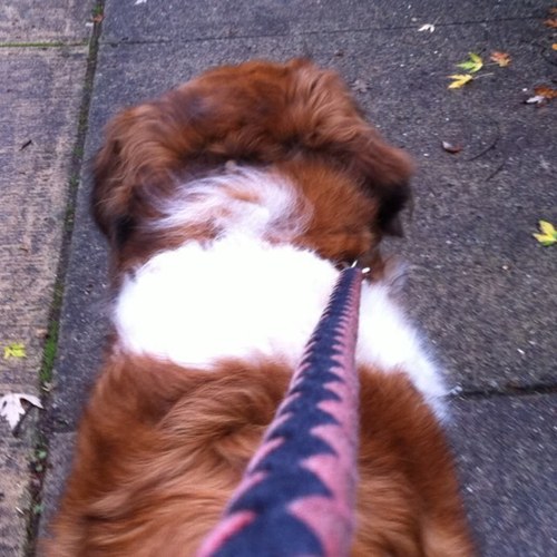 walking my dog somewhere... NFT creator, inspired by the Saint https://t.co/026klP0rhK