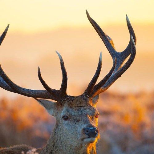 Hunting_Problem's profile picture. Tweeting some of the average hunters problems