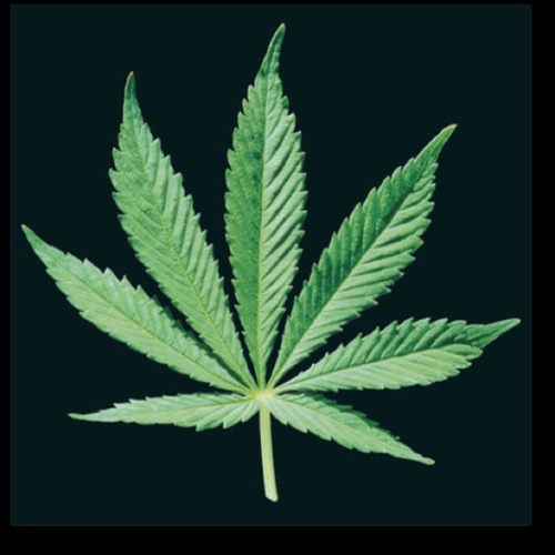 The hottest clothing line out! Come smoke with us! High standards. Cocky attitude! U don't like it, BLOW Us!