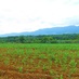Mahasiswa Pertanian (@iam_farmers) Twitter profile photo