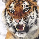 Dan Hallman - @tigehallman - Twitter