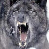 No_Escape (@ggcwhite) 's Twitter Profile
