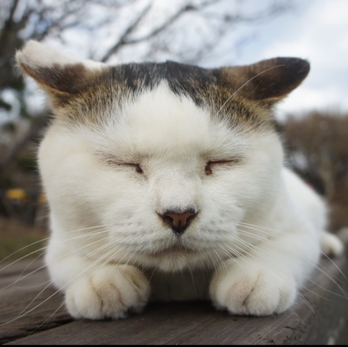 vvicca's profile picture. permanent victim to wanderlust / 海外と日本はんぶんずつの放浪生活。世界の猫を撮りつつメディア翻訳、ホリスティックヘルスケア、アニマルコミュニケーション、のらねこタロット、フィギュアスケートetc. holistic wellness RELA主宰