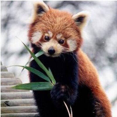 Petit Panda Roux Bizonnefutee Twitter Petit Panda Roux Bizonnefutee Twitter