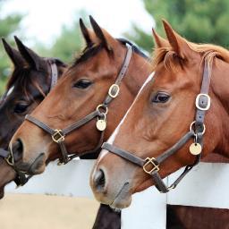 Vakantie-met-paarden.nl is een website van Best Animal Holidays en vanaf mei 2013 actief. Hier boekt u online een vakantiehuis met paard(en) in Nederland.