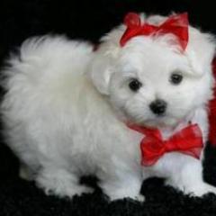 Hi!!! I'm Vincent.. i loved music, film and english! I'm new in Twitter..and it's great!