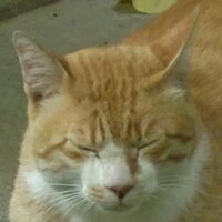 ねこ恐怖新聞社 (@dwarfjay) 's Twitter Profile
